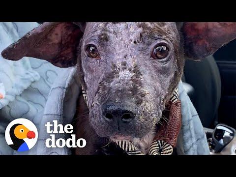 Puppy Who Looks Like Dobby Inspires Woman To Foster Again #Video