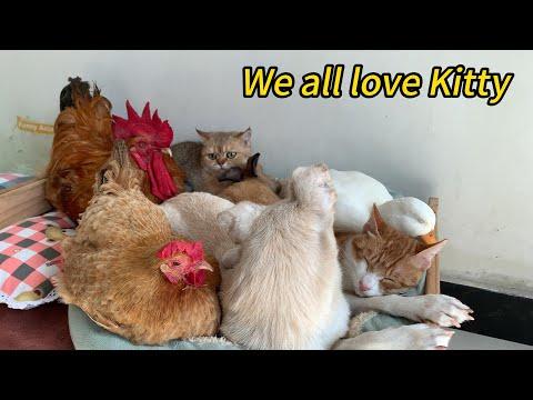 It's amazing! The duck, hen, rabbit, puppy, rooster and cat dad all love Kitty! #Video