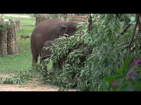 The Fallen Tree Becomes A Playground Garden For Elephants - ElephantNews #Video