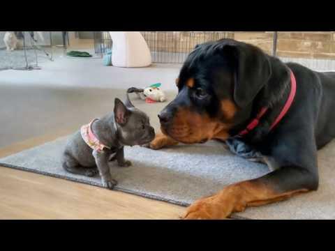 This Rottweiler’s Reaction to a Tiny Puppy Will Melt Your Heart