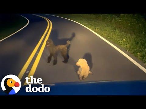 Woman Won't Give Up On Poodles Dumped Off A Highway #Video