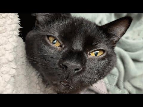 No one wanted this black cat with birth defect. Then this woman gave him a chance. #Video