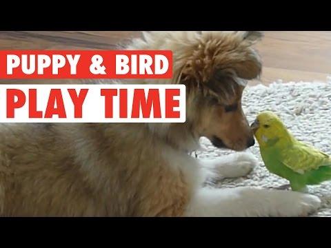 A Puppy And Bird Friendship