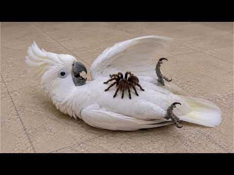 This PARROT Started Talking After Seeing This #Video