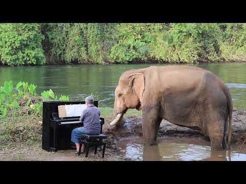 Grieg on Piano for Mongkol the Bull Rescue Elephant #Video