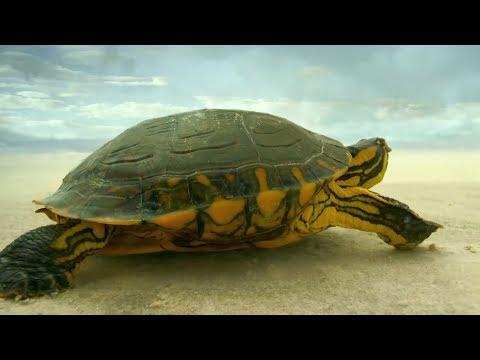 Turtle Travels Through Desert | Earth From Space | BBC Earth