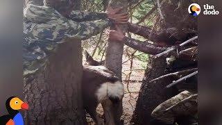 Men Try EVERYTHING to Rescue Deer Trapped Between Trees | The Dodo