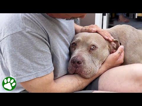 Dog Paralyzed With Fear Learns What Love Is #Video