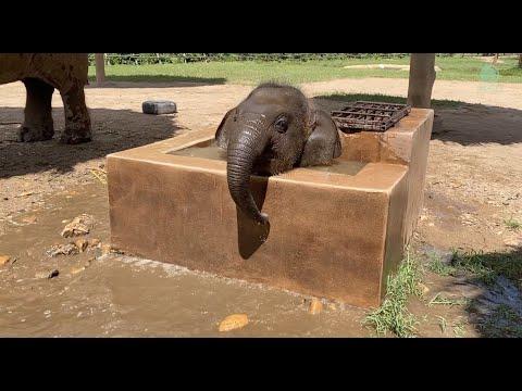 Baby Elephant Wan Mai Daily Routine - ElephantNews #Video