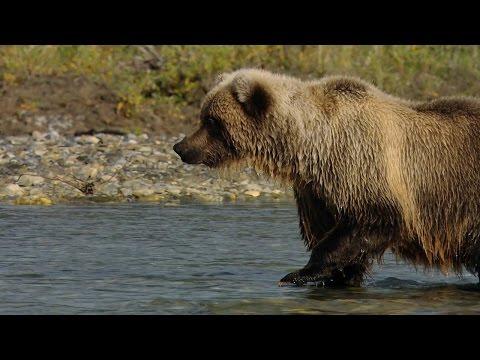 Salmon Fishing With Grizzlies | America's National Parks