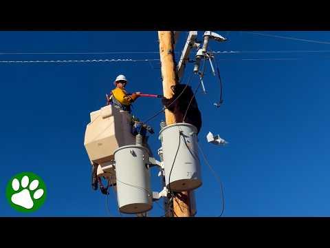 Hero Worker Saves Bear From Electrocution #Video