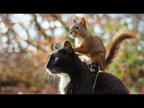 A house CAT became the foster DAD of an abandoned SQUIRREL! #Video