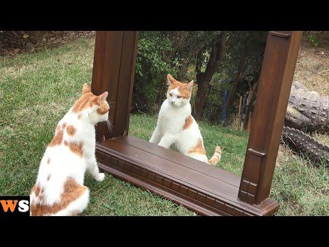 Outdoor Cats Seeing Themselves in a Mirror for the First Time !! #Video