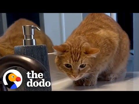 Meet The World's #1 Cat Dad #Video