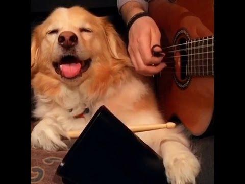 Maple The Border Collie Mix Jams With Trench The Human Guitarist