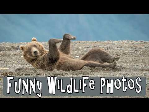 Funny Wildlife Photos Going With The Flow #Video
