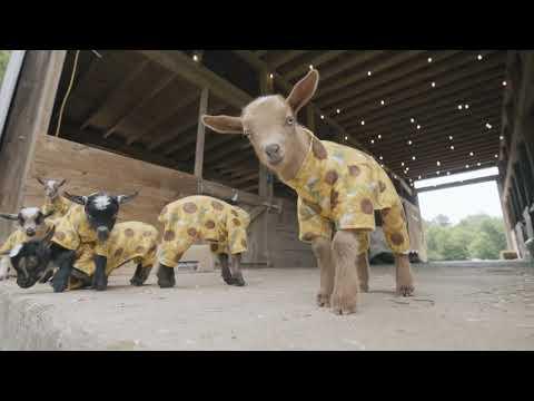 The perfect cure for the blues? Goats in sunflower pajamas! #Video