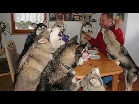 These Huskies Deserve an Oscar for Best DRAMA #Video