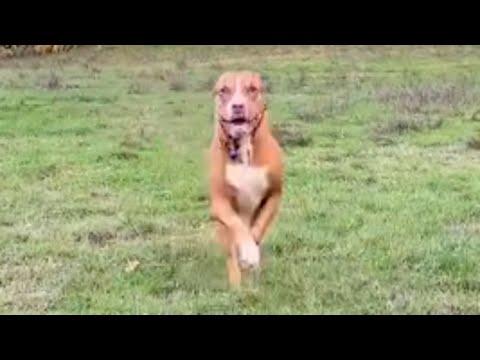Unwanted dog won't stop running with joy after adoption #Video
