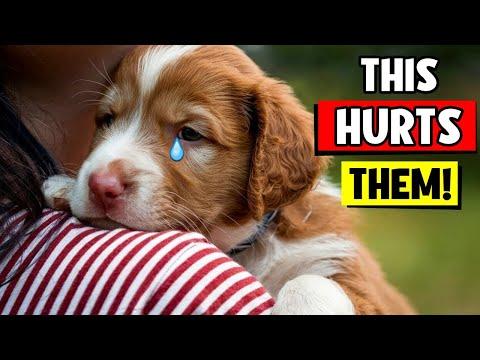 10 EVERYDAY Things That HURT'S Your Dog’s FEELINGS #Video