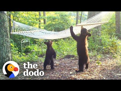 Woman Buys New Hammock For Bear Family In Her Yard #Video