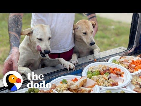 Guy Quits His Job To Save All The Street Dogs