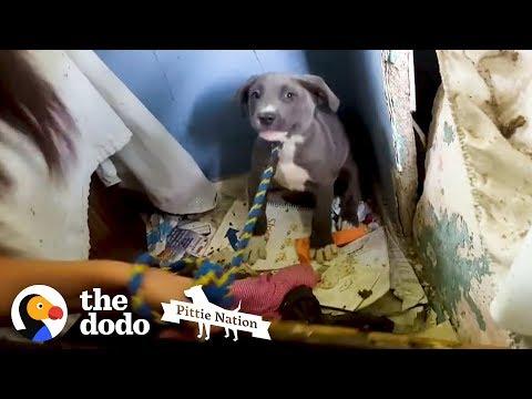 This Dog Is So Nervous Because She Is Protecting Something So Special! | The Dodo Pittie Nation