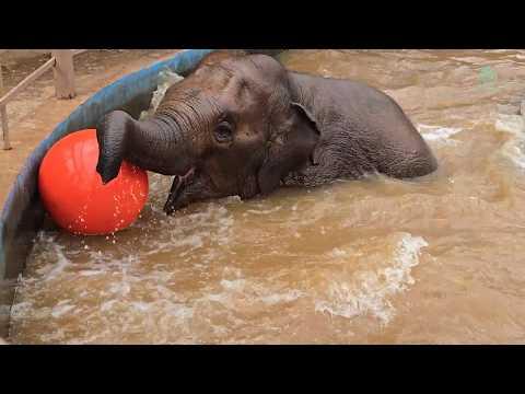 Fun in the Pool with a Giant Red Ball - ElephantNews #Video