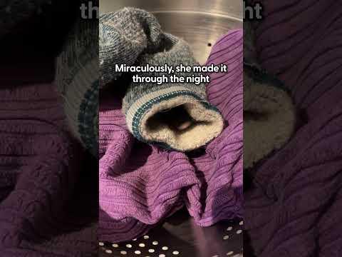 Woman Rescues Tiny Mouse The Size Of A Fingernail #Video