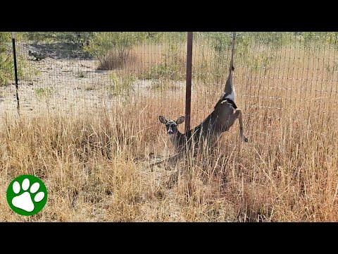 Drone pilot spots deer in trouble and immediately sets out to find her #Video