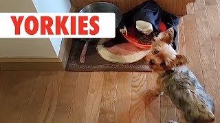 Breed All About It: Yorkies