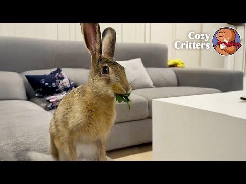 She Wasn't a Domesticated Hare — But She Started Living in the Living Room #Video