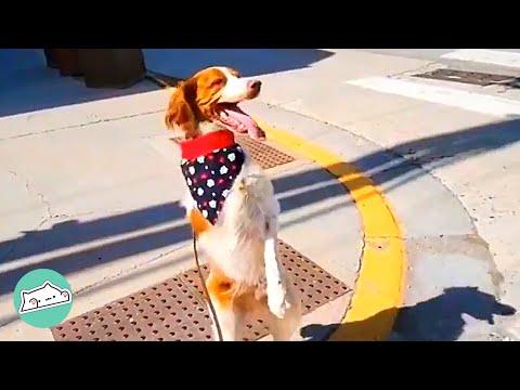 Dog Walks On Two Legs. People Are Shocked #Video