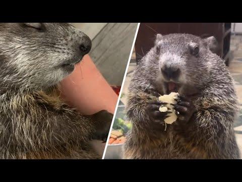 Woman saves lives of baby groundhogs. Now they won't stop eating. #Video