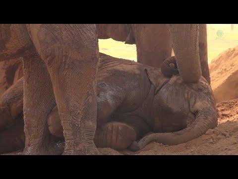 Chief Nanny Lullaby To Baby Elephant