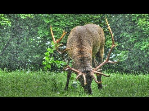 Bull Elk Bugles, Grunts and Monkey Sounds