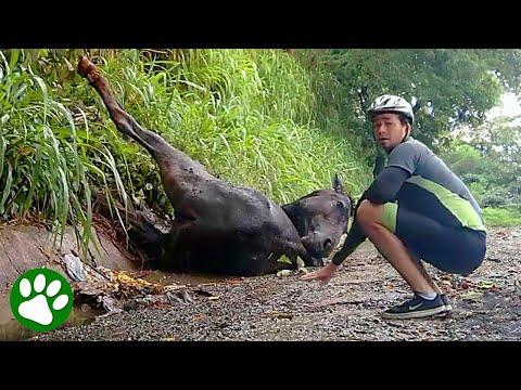 Saving an Exhausted Pregnant Horse #Video