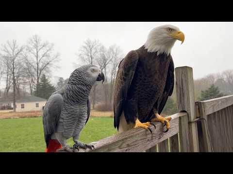 Parrot Meets A Bald Eagle | Funniest Parrot Moments
