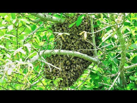 Honey Bee Swarm in Oak Tree