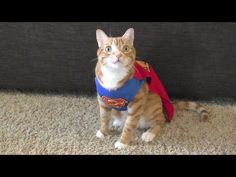 Top 10 Cat Superpowers!  #Video