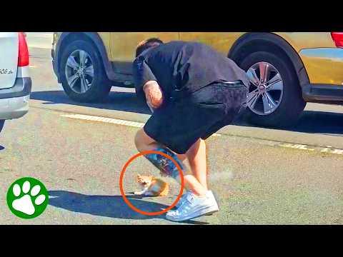 Man Stops Traffic to Rescue Terrified Little Kitten  #Video