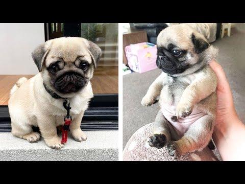 AWW SOO Cute and Funny Pug Puppies - Funniest Pug Ever #37 #Video