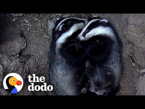 Man Builds Den For Orphan Badgers #Video