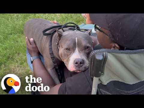 Velcro Bully Is Obsessed With Cuddling His Dad #Video