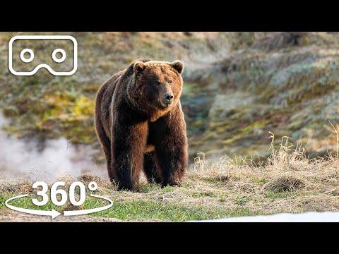 Bears Brave Boiling Pools To Feed | VR 360 | Seven Worlds, One Planet