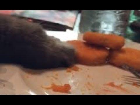 Cat Steals A Chicken Nugget. Your Daily Dose Of Internet