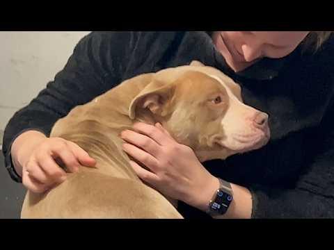 Dog cheats destiny to live another life