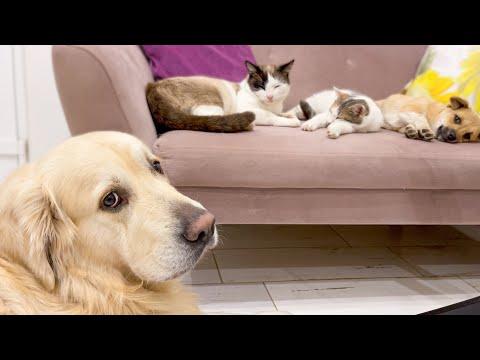 Golden Retriever shocked by cats and puppy occupying his sofa #Video