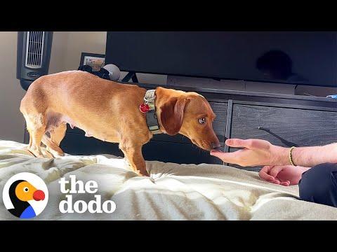 Scared Dachshund Accepts Love From Foster Dad After 6 Weeks #Video