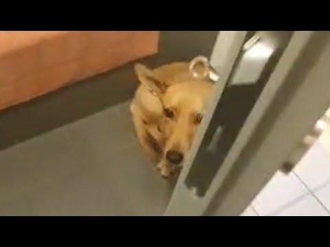 Shelter dog has heartbreaking response when taken outside #Video